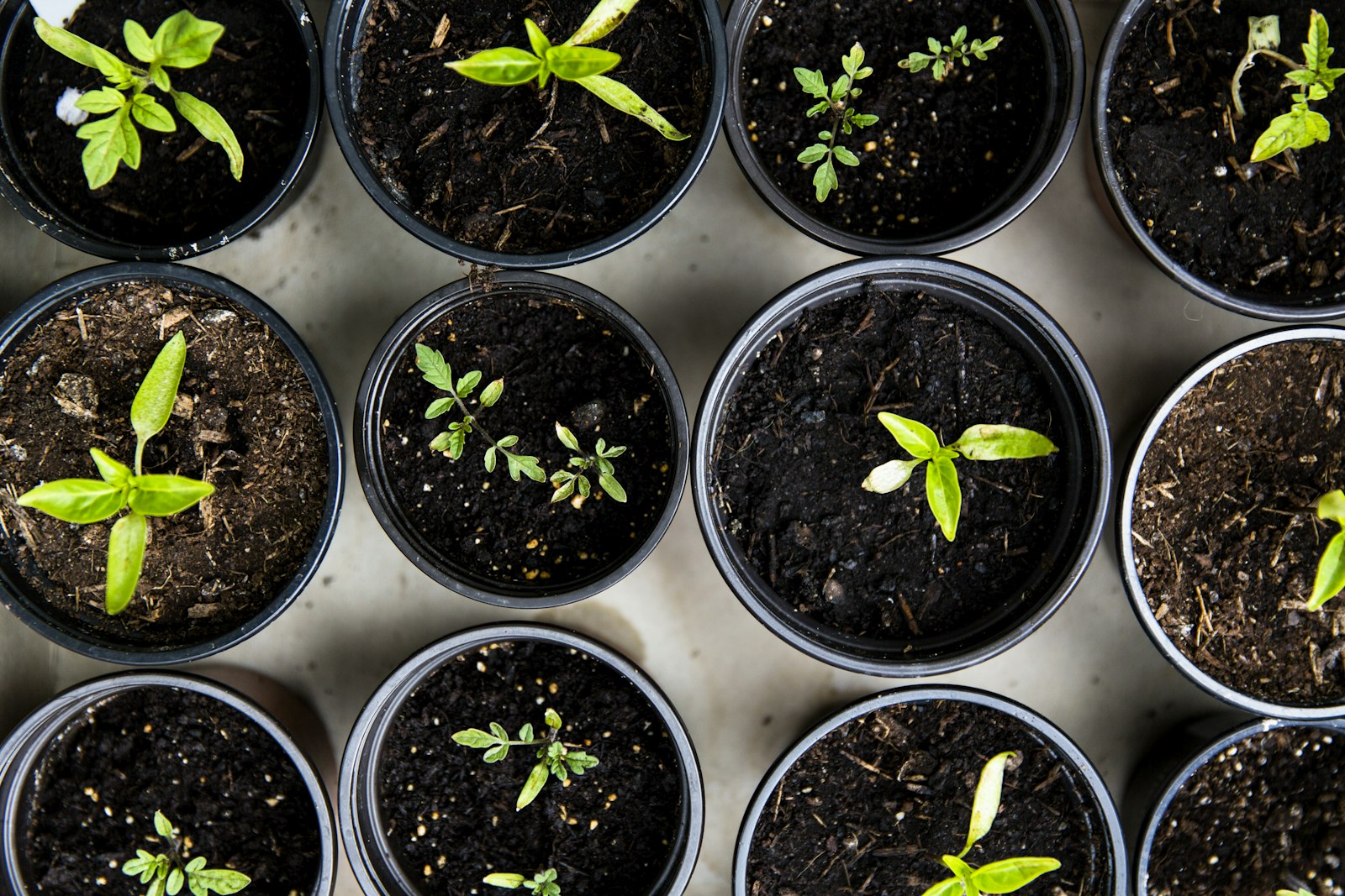 Best Grass Seed 2026: by Region, Sun, and Traffic